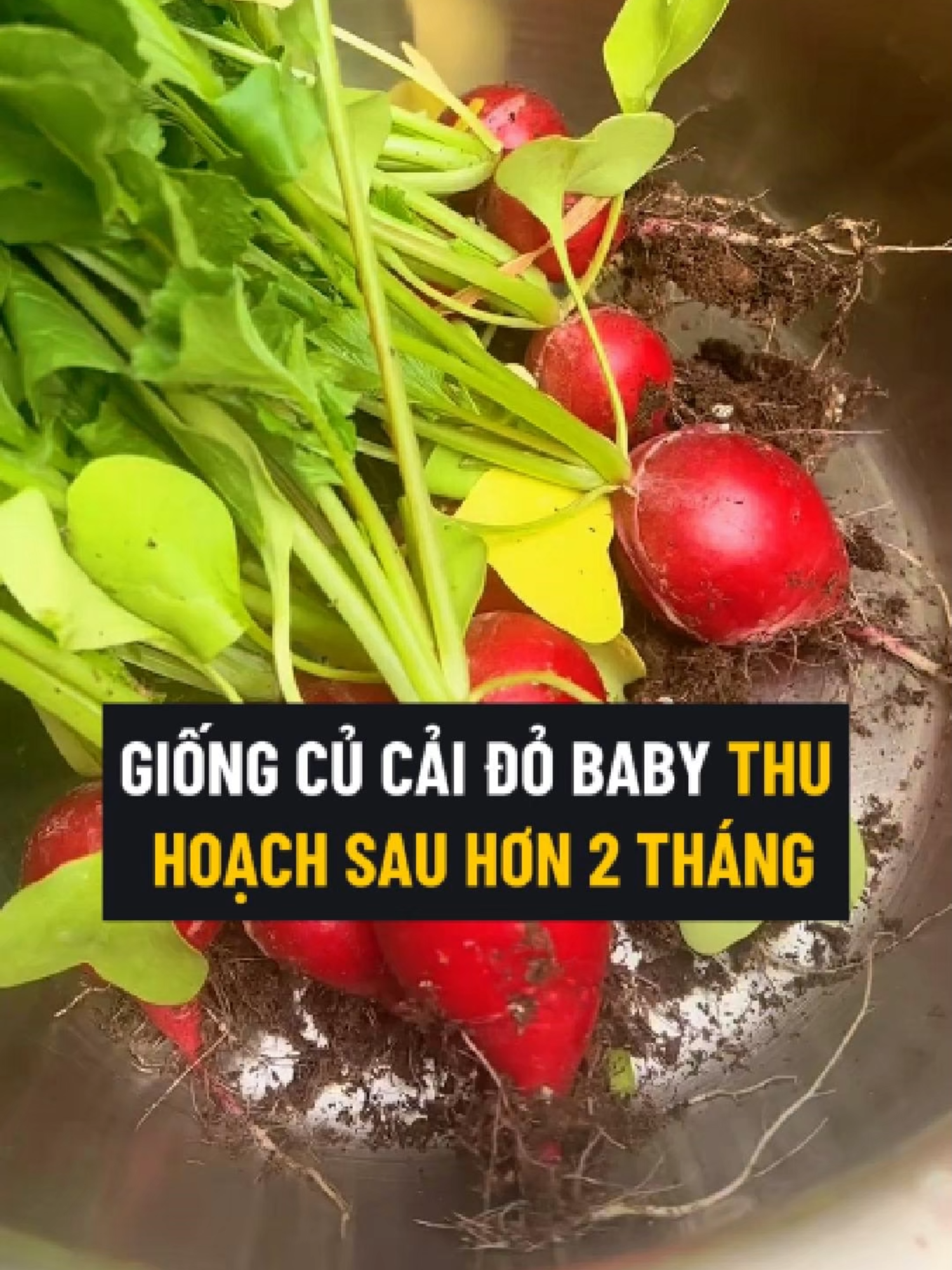 Giống Củ Cải Đỏ Baby Củ Nhỏ Nhưng Ngon Giòn Ngọt Thu Hoạch Sau Hơn 2 Tháng #cucai #cucaido #hatgiong #hatgiongcucai #trongcay #trongcucai