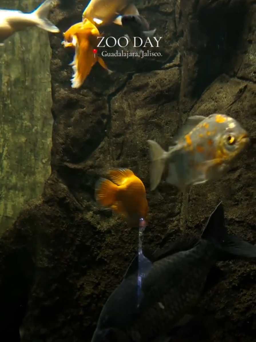 Qué hermoso es el @Zoológico Guadalajara 🇲🇽 ❤️🐧.  #zoologico #viaje #fyp #Viral #paseo #zoologicoguadalajara  #vacaciones 
