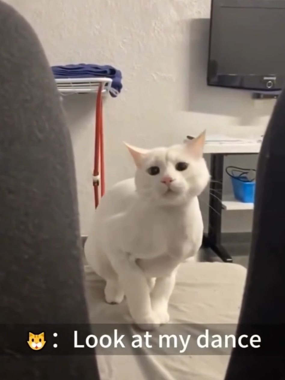 #cat #cute #catvideo #cutecat #funny #pet #funnyvideos 