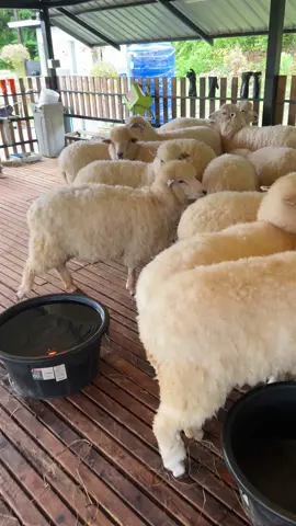 ยังว่างอยู่อีก 10 ตัวนะครับ แกะคอริเดลพันธุ์แท้ พร้อมออกบริการลูกค้าคาเฟ่แล้ว สนใจทักฮะ 🐑🥰 #แกะขน #แกะ #คาเฟ่ #สัตว์เลี้ยงtiktok #แกะขนฟู #เที่ยว #มินิซู 