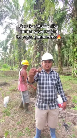 Inilah obat Aussie pertama di indonesia yang bisa untuk mengatasi jamur ganoderma di pohon sawit #sawit #sawitontiktok #petanimuda #petanisawit 