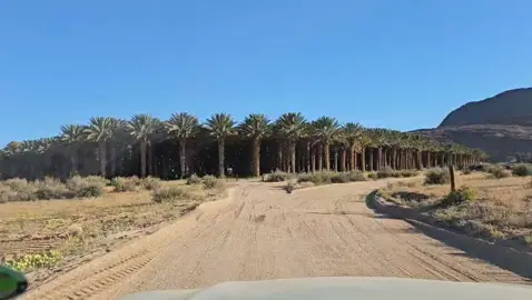 Dadelbome waar jy kyk, van klein tot groot..