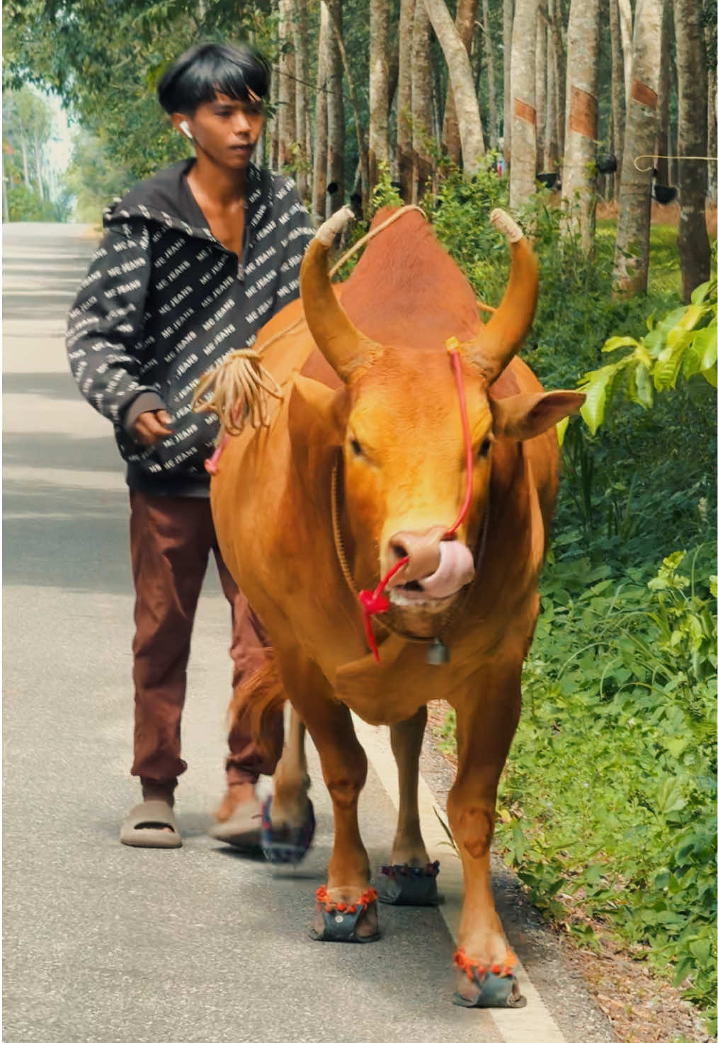 ริกเตอร์❤️@UVIPX#ค่ายโคน้องอะเต๊ะอะต๋อม #ริกเตอร์ #น้องกรดวัวชน 