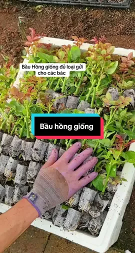 #nongsanviet #hoahong  bầu Hồng giống đủ loại 