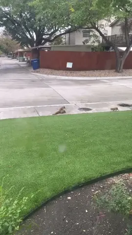 more squirrel drama... #squirrels #drama #fight #squirrelfight #amusing #nature #animals 