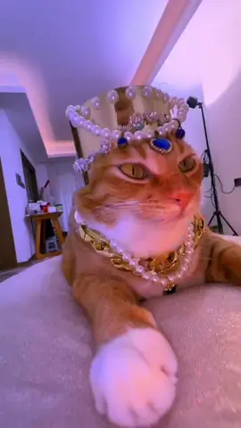 Cutecat #cat #cutcat #cats #fyp #orangecat #funnycat #bajiecat 