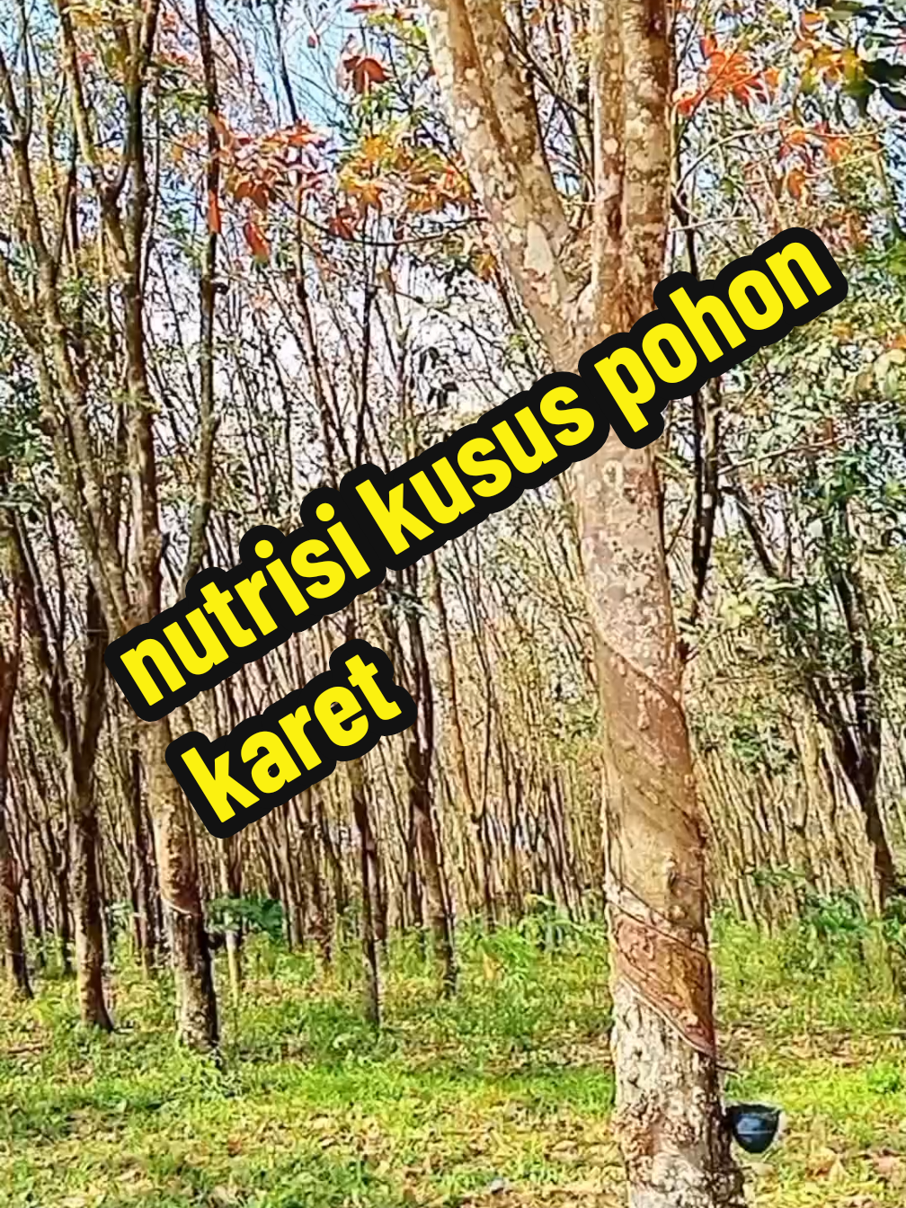 ini dia nutrisi kusus pohon karet poc booster pohon karet pupuk organik cair yang sudah di lengkapi dengan nutrisi kusus pohon karet dapatkan promo nya sekarang juga stok terbatas #pupuk #pupukorganik #pupukorganikcair #pupukpohonkaret #getahkaret #petanikaret #pocboosterpohonkaret @FreshNatur Shop 