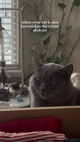 Fufa is into crime podcasts 😄.              #cat #catsoftiktok #britishshorthair #britishshorthaircat #crimepodcast #podcast #fy #fyp #fypシ #fypage 
