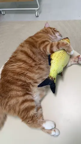 🐱and 🐟#kitty #cutecat #funny #catlover #funnyvideos #meowing #petlove #foryou #catsoftiktok #fyp #cats 