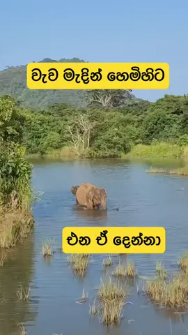 #animals #lake #frorest #elephant #foryou #trending #viral 