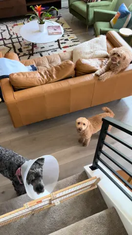 Can you spot all the fur babies? 