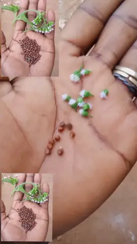 comment devenir intouchable, rendre ça parole tranchant #astucenaturelle #creatorrevolution #taro #miracle #conseils 