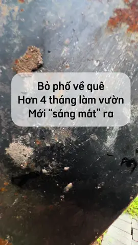 Chị em nào thích bỏ phố về quê thì xem trước điều này nha! Đừng như mình, hơn 4 tháng rồi mới “sáng mắt” ra #bophoveque #lamvuon #trongrau #gaipholamvuon #lamvuonvuive #kinhnghiemlamvuon 