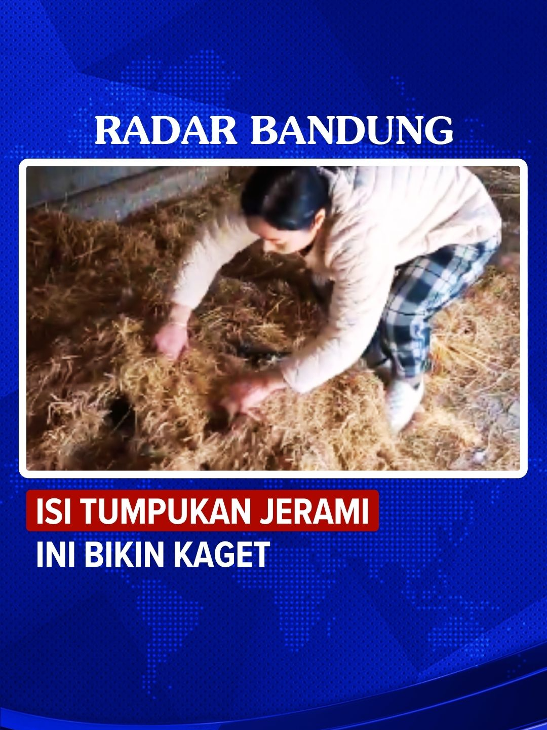 Momen seorang wanita membuka tumpukan jerami, terihat yang keluar banyak hewan seperti tikus yang heboh loncat ke sana kemari. Tidak seperti wanita lain saat melihat hal seperti ini akan menjerit dan ketakutan. Namun wanita ini justru tampak tenang, terlihat dalam video dia membuka jerami dengan tangannya dan keluar puluhan tikus yang ternyata adalah tupai. Penulis: Silvia Fatimah Rahmawati #radarbandung #tikus #tupai #peternakan