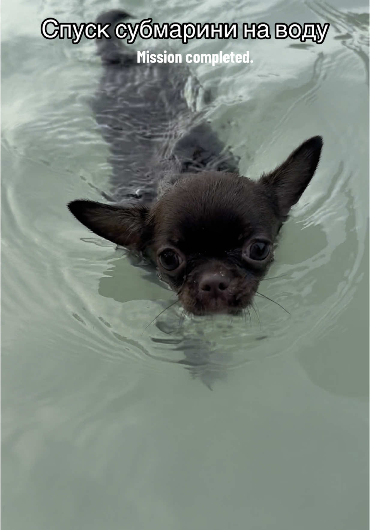 Дайте кодове імʼя для цієї субмарини😎 #liluthedog #chihuahua #chihuahuastiktok #чих #собака #puppy #чіхуа #чіхуашка #puppylove 
