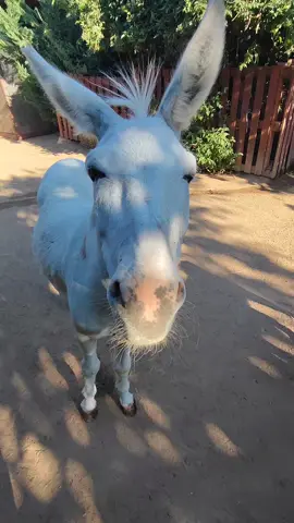 Kókusz és a többiek! 😍♥️☺️ #mancsranch #loveanimals #donkey #minidonkey #kókusz #bestfriend #beautyful #♥️ 