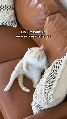Daikon supremacy #catsoftiktok #cat #fypage 
