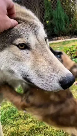 #wolf #wolfdog #fyp 