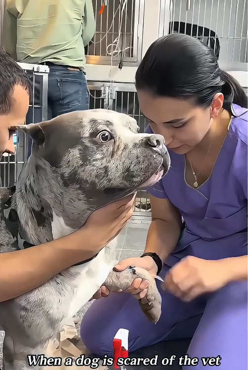 When your dog hates meeting the vet…#dog #fyp #dogsoftiktok #funnydog #foryou #pet #funnyvideos #funnytiktok #tiktok 