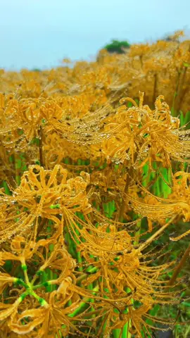 Bỉ Ngạn Vàng🌸🌸 Loại hoa mà nhìn vào cứ thấy buồn man mác í🥹 kiểu như đang coi 1 bộ phim ngược luyến tàn tâm, nam nữ 9 vĩnh viễn ko tới được với nhau mà còn âm dương cách biệt kiểu kiểu zị á🥺🥹 #flowers #hoadep #hoacaycanh #hoasanvuon #hoabingan #vuithudienvien 