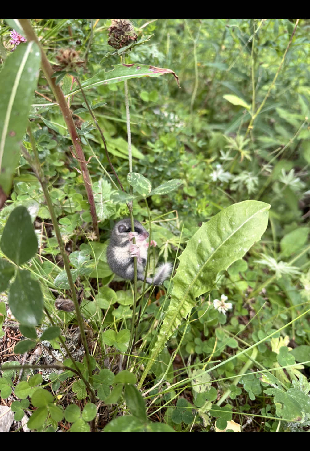Hast du so einen kleinen Baumschläfer schon mal gesehen?  #seltenertierfund #tierfund #süßestier #cuteanimal #smallanimal 