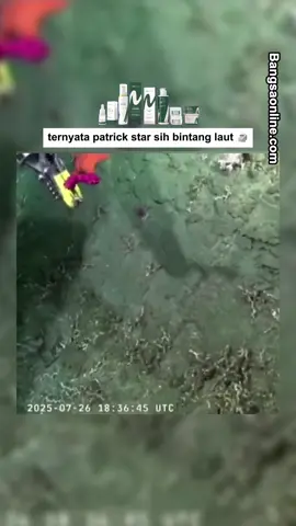 ternyata patrick star sih bintang laut 🗿 #bangsaonline #harianbangsa #tiktokberita