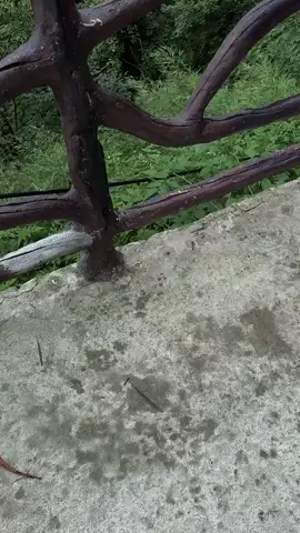#keduyentiensinh 