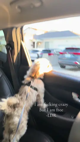 #lanadelrey #dog #doggy #ldr #fyp 