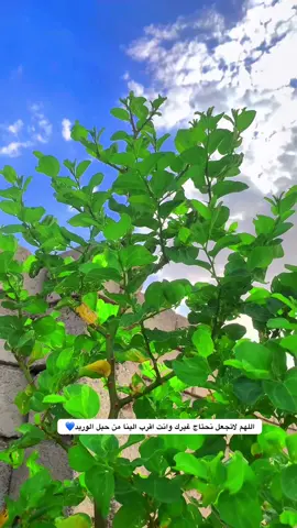 #تصويري_احترافي_الاجواء👌🏻🕊😴 