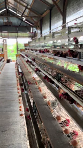 #ayampetelur #peternakayampetelur #pullet #peternakmudaindonesia #peternakmuda 
