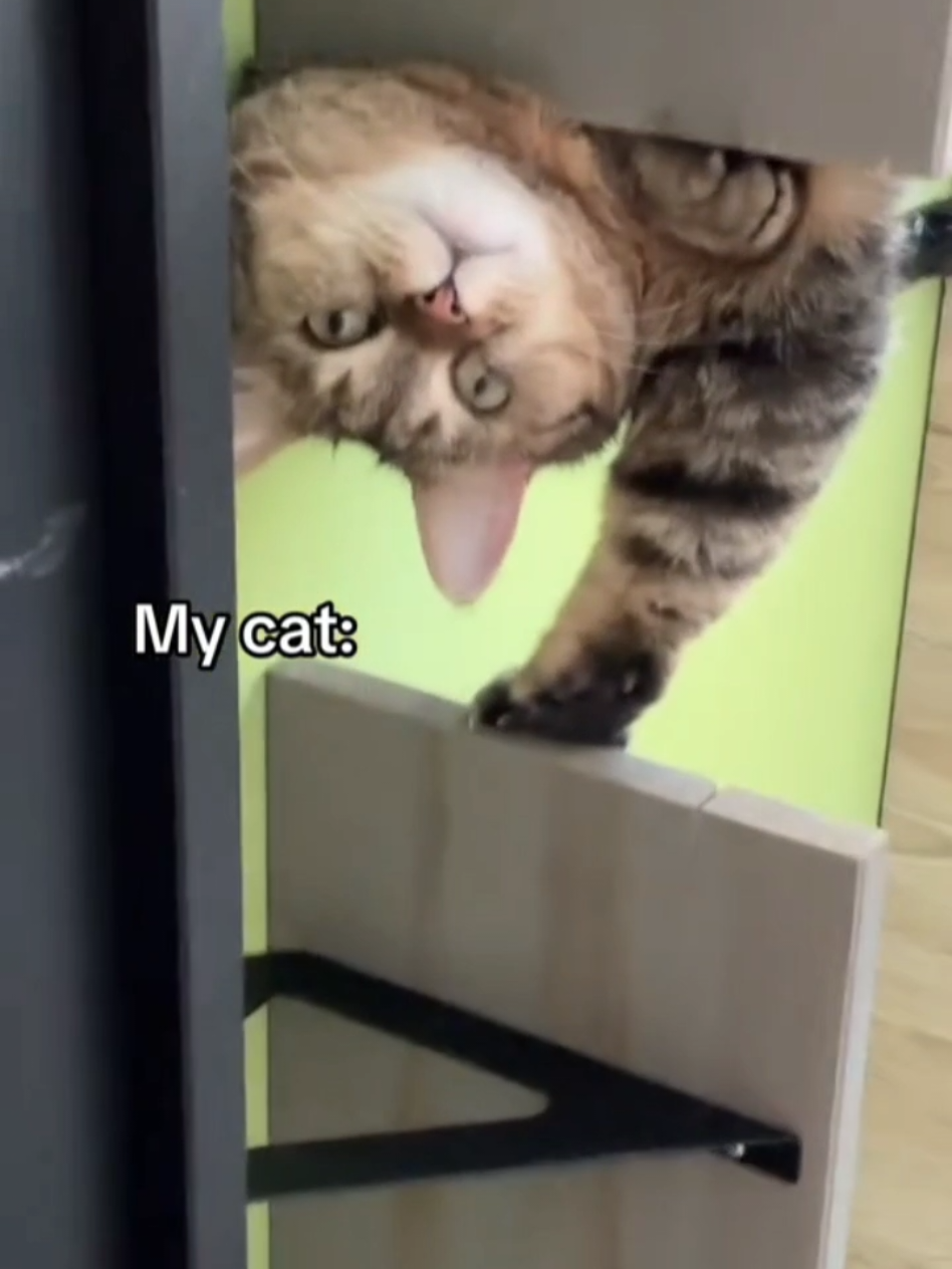 #cat #cute #catvideo #cutecat #funny #pet #funnyvideos 