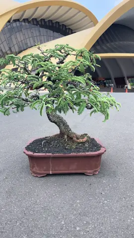 Tamarindus Indica #bonsai #bonsaitree #bonsaiindonesia #bonsaiworld #bonsaiart #bonsaigarden #tamarind ##tamarindusindica #tmii #tamanminiindonesiaindah #fy #fyp #fypシ #fyppppppppppppppppppppppp  #foryourpage 