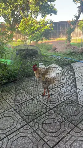 CPC2 nha anh em#giaitrimoingay♥️♥️♥️ #yeuthuongdongvat😘 #thucung