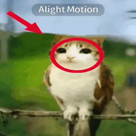 //#cat// hmm #fyp #edit #cabbit #meowl #tawog #rofl #xybca  #alightmotion 