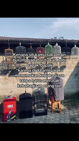 Berani beda itu harus☺️ #kicaumanianusantara #kicaumania #kicaumaniaindonesia #kacer #kacermania #muraibatumania #muraibatuindonesia 