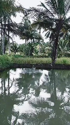 cik nu bener nataran na mbah