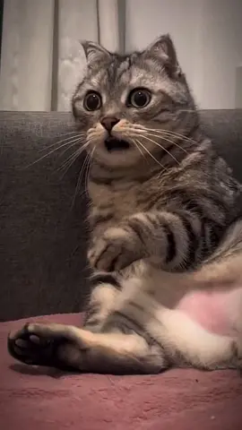 #ja yahn se nikal#cat funny video #😂😂#1millionaudition #for_you 