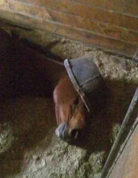 Horse meme you see before running #meme #foryou #forupage #forupage #pourtoii #pourtoi #marant #videodrole #pourtoiii #goofy #memestiktok #foruyou #horse #cheval #horsememe 