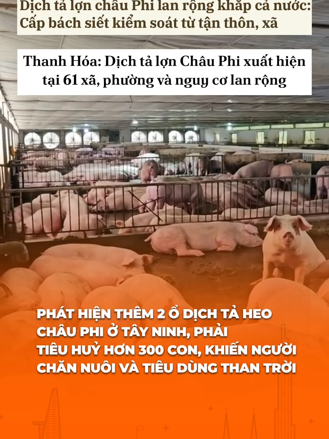 Phát hiện thêm 2 ổ dịch tả heo Châu Phi ở Tây Ninh, phải nhanh chóng tiêu huỷ hơn 300 con, khiến người chăn nuôi và tiêu dùng than trời #yan #yan45s #tiktoknews #tiktokgiaitri #dichtachauphi