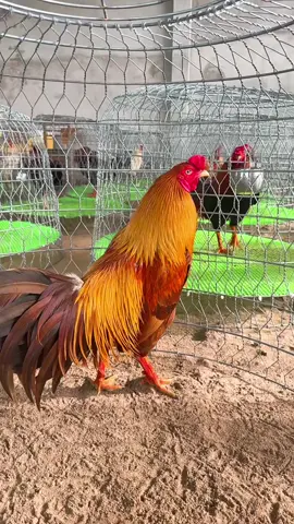 #vuivemoingay❤️ #yeuthuongdongvat😘 #thucung 