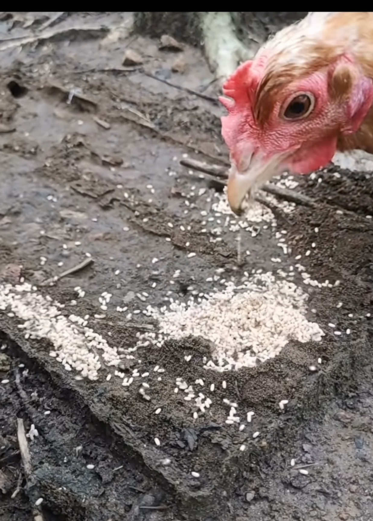 #chicken #eat #termites #ant 