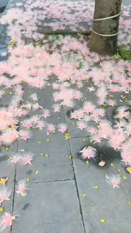 🤍P.M.K🤍 #fypツ #ပန်းလေးတွေဆိုချစ်တယ် #ရောက်စမ်းကွာfypပေါ်💯 #ရောက်ချင်တဲ့နေရာရောက် #foryou 