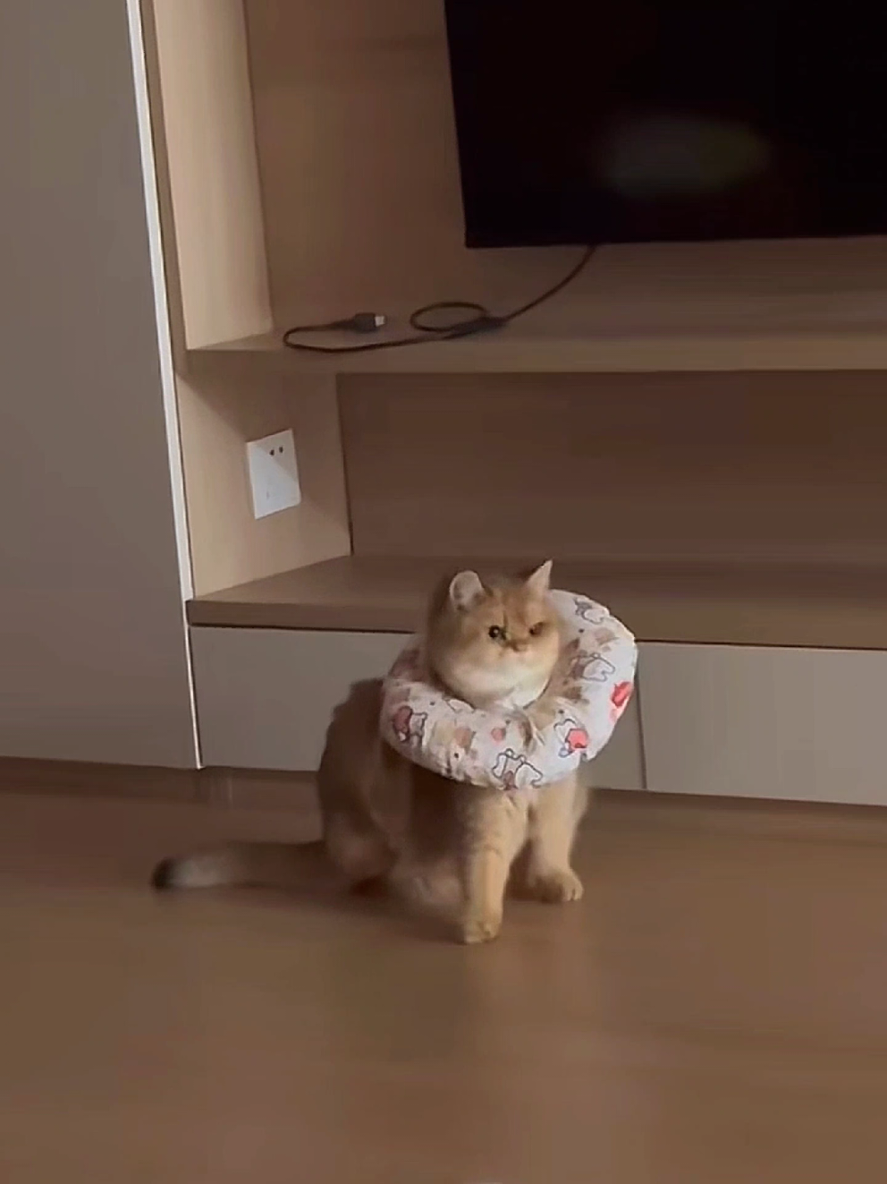 imagine hearing this in the midnight  cr: 黑妹瓜 (douyin) #cat #fyp 