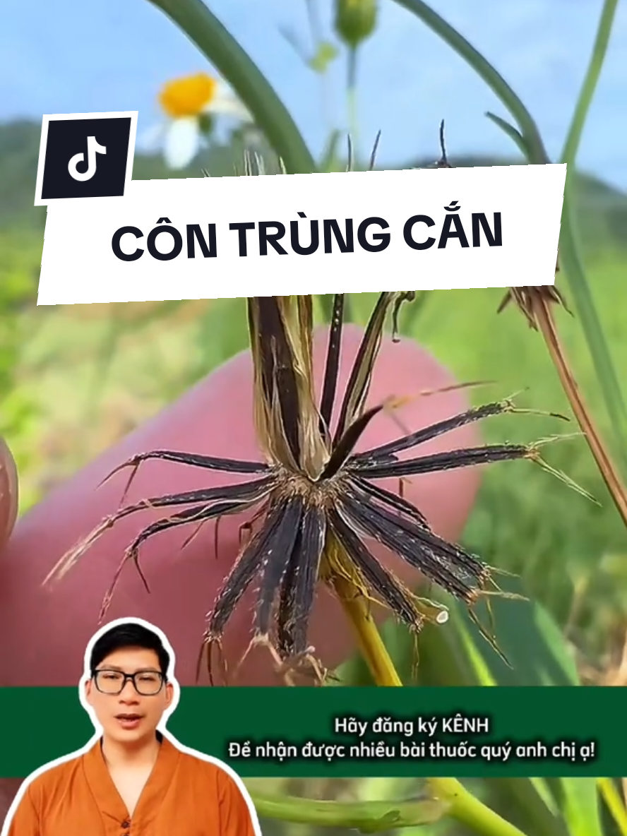 🌿 CỎ KIM & TRỨNG GÀ Bí quyết dân gian tiêu sưng, giảm viêm Công dụng nổi bật của bài thuốc này: 1️⃣ Giảm sưng, đau nhanh chóng khi bị côn trùng cắn (kiến lửa, ong đốt...). 2️⃣ Tiêu viêm, kháng khuẩn tự nhiên, hỗ trợ trị mụn nhọt, rôm sảy. 3️⃣ Làm mát, dịu vùng da bị tổn thương. Cách dùng: Giã nát hỗn hợp cỏ kim, lòng trắng trứng và một ít đường. Đắp lên vùng da bị sưng, đau hoặc côn trùng cắn. Dùng băng gạc hoặc màng bọc thực phẩm cố định lại. Thay băng 1–2 lần mỗi ngày. 🔔 Lưu ý quan trọng: “LƯU Ý QUAN TRỌNG: Đây là kinh nghiệm dân gian. Vui lòng tham khảo ý kiến bác sĩ hoặc chuyên gia y tế trước khi sử dụng cho mục đích điều trị bệnh, đặc biệt nếu có bệnh nền hoặc đang dùng thuốc. Không tự ý dùng thay thế thuốc chữa bệnh.” #meogiamcan #thuocnam #baithuochay #giamcantunhien #giaidoc #vuonnhacobathuoc #meodangian #baithuocdangian #kiencan #contrungcan 