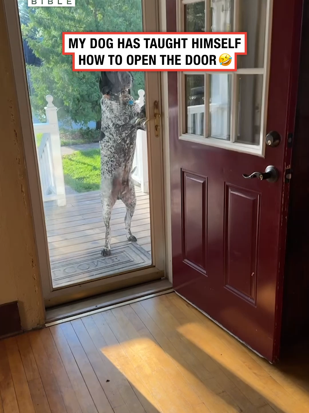 Is that a skinwalker?? 🤣 (🎥: ViralHog)