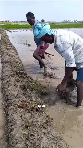 bertani tidak harus menggunakan alat canggih #pertanian #sederhana #tipsberkebun #trikpintar #kreatif