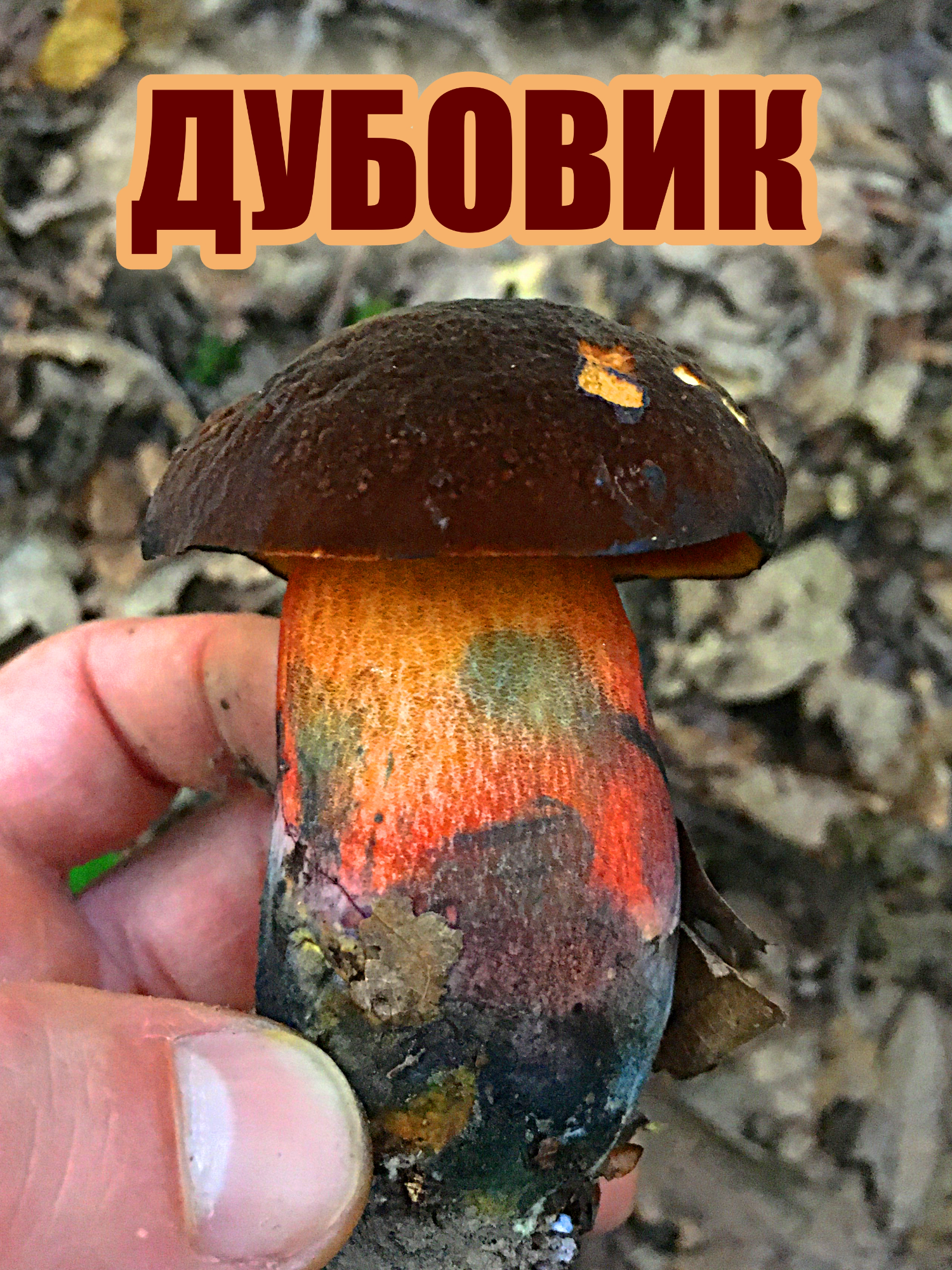 #боровик #гриб #лес #природа #здоровье #фунготерапия