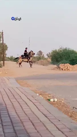 نيمان ماشاءالله تبارك الله #الاصيل #الاصيل #خيل_عربي #خيل_عربي #ايام_زمان #ايام_زمان #كحيلان_الشمري #كحيلان_الشمري #الاصيل #الاصيل #مهاوش #مهاوش #الخيل_العربي_الاصيل🐎 #الخيل_العربي_الاصيل🐎 #العراق #العراق #قديم #قديم #الخيل_من_خيالها #الخيل_من_خيالها #الخيل_العربي_الاصيل🐎 