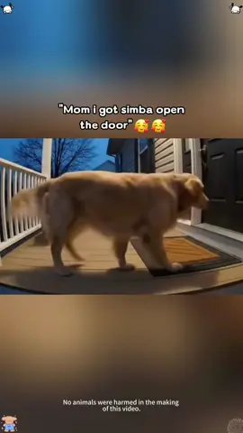 Dog invites friends home🤣🤣🥰#dog#funny#funnyanimals#funnypets#animals #dogsofttiktok #pet #foryou#longervideos
