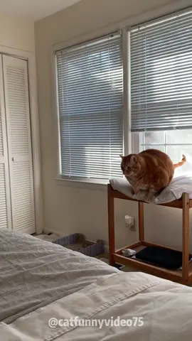 My cat is not fat at all#cat #catsoftiktok #fyp #fypシ #catlover #funny #pet #foryoupage 